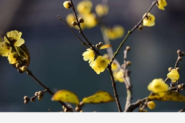 庭院種上這9大香花，花香四溢！