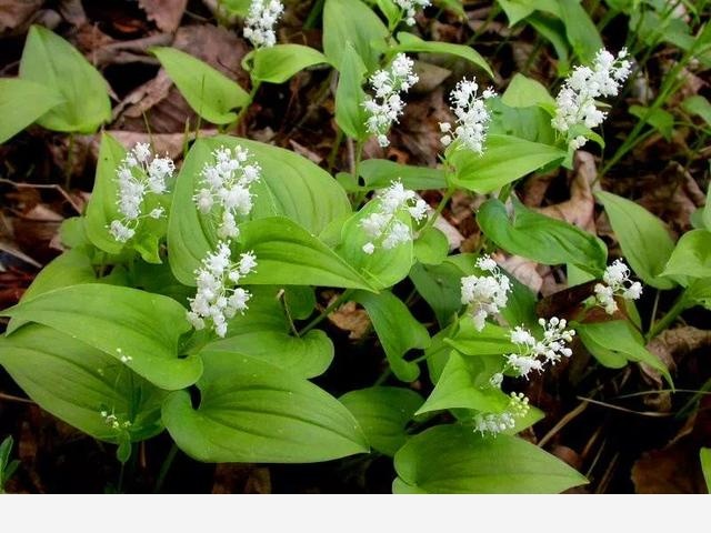 名字里含有數字的植物，你知道哪些？