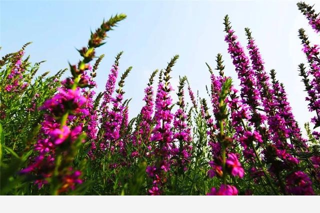 名字里含有數字的植物，你知道哪些？