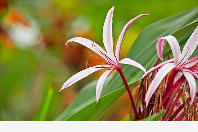 大神家的珠蘭這樣養，年年開花壓彎枝條，滿院幽香如建蘭開