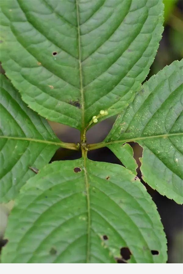 鄂西植物考察札記（7）