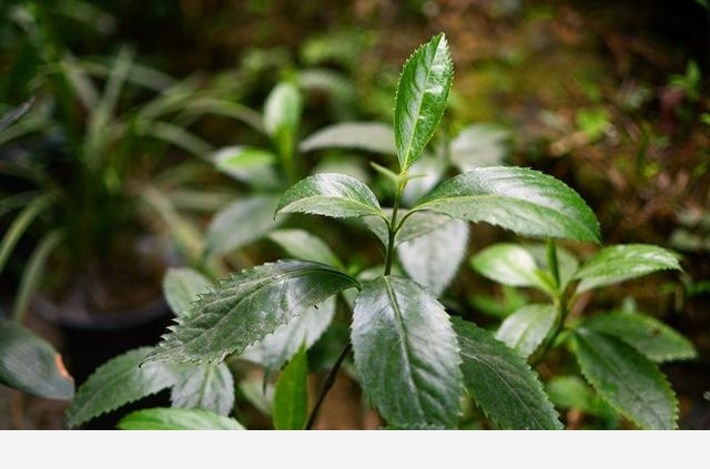 腫節風是預防腫瘤以及多種病痛的神奇植物用它泡茶喝口感香醇哪類人群需禁用