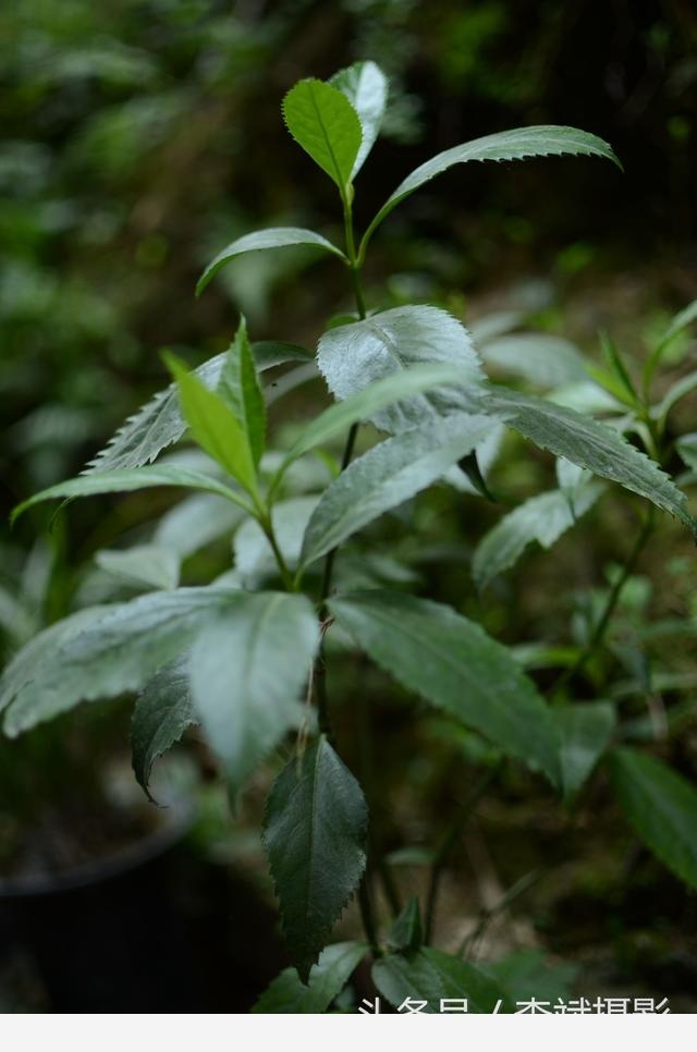 腫節風是預防腫瘤以及多種病痛的神奇植物用它泡茶喝口感香醇哪類人群需禁用