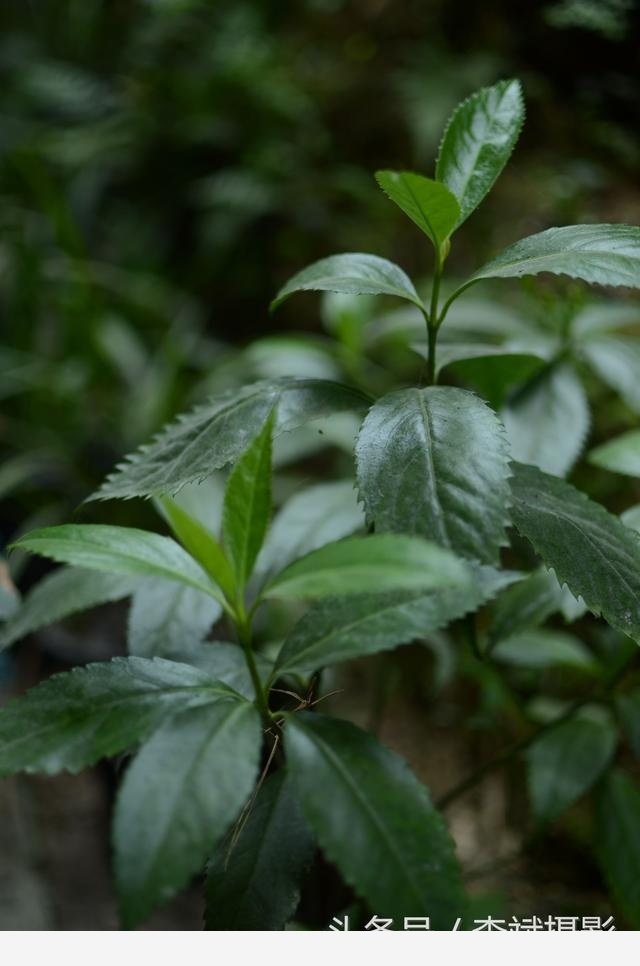 腫節風是預防腫瘤以及多種病痛的神奇植物用它泡茶喝口感香醇哪類人群需禁用