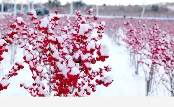 雪中跳動的精靈---賞果植物