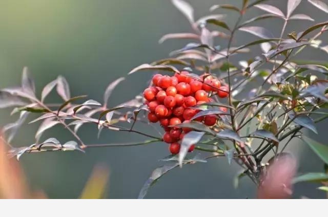 雪中跳動的精靈---賞果植物