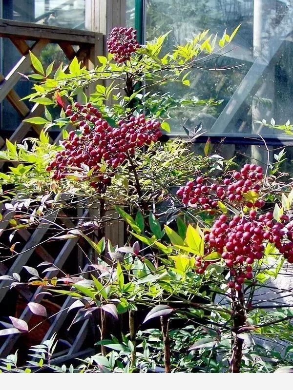 雪中跳動的精靈---賞果植物