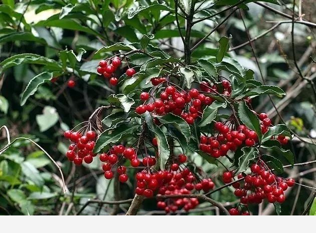 雪中跳動的精靈---賞果植物