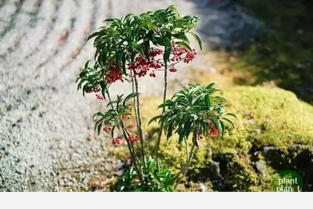 雪中跳動的精靈---賞果植物