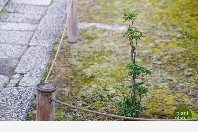 雪中跳動的精靈---賞果植物