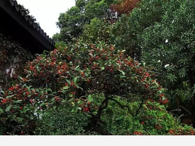 雪中跳動的精靈---賞果植物