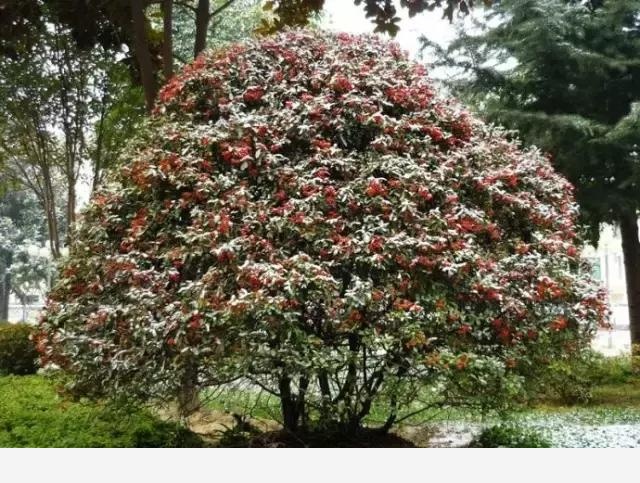 雪中跳動的精靈---賞果植物