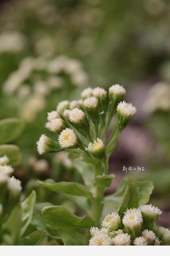 豆瓣日記: 2017年遇見的花