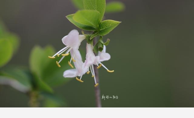 豆瓣日記: 2017年遇見的花