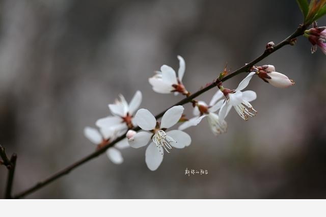 豆瓣日記: 2017年遇見的花