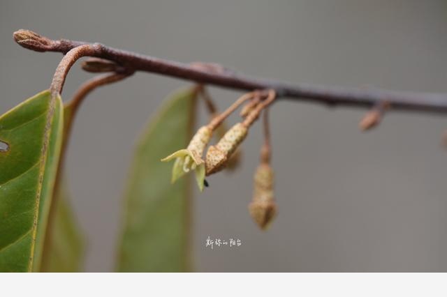 豆瓣日記: 2017年遇見的花