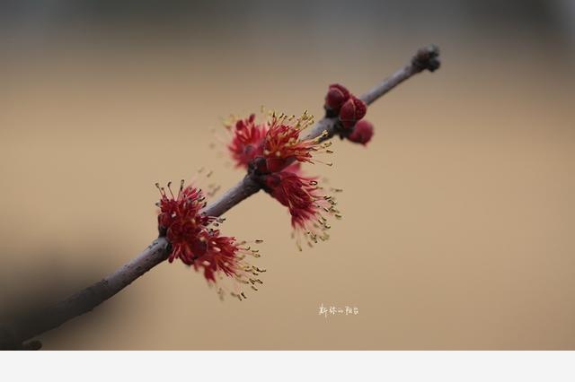 豆瓣日記: 2017年遇見的花