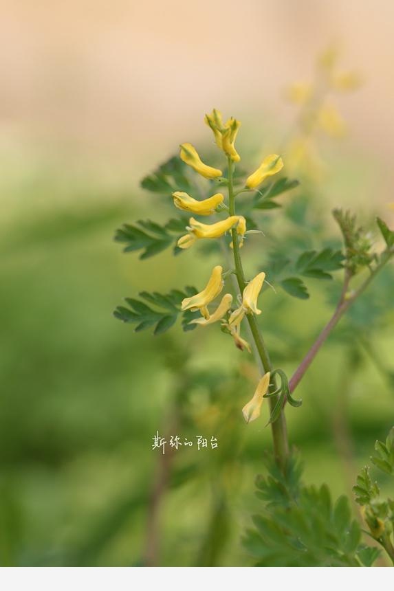 豆瓣日記: 2017年遇見的花