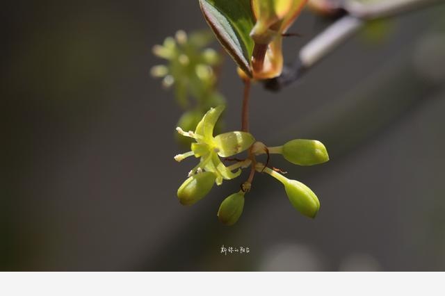 豆瓣日記: 2017年遇見的花