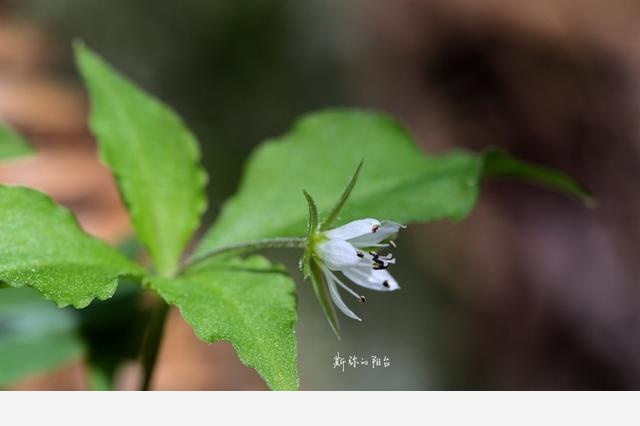 豆瓣日記: 2017年遇見的花