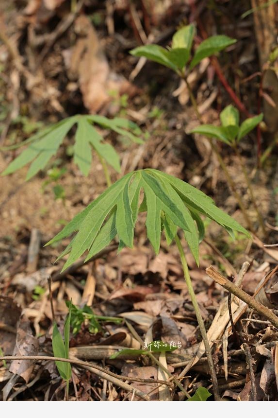 豆瓣日記: 2017年遇見的花