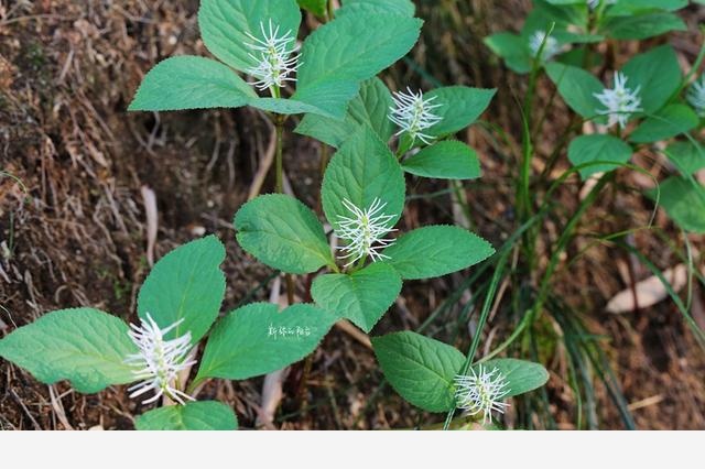 豆瓣日記: 2017年遇見的花