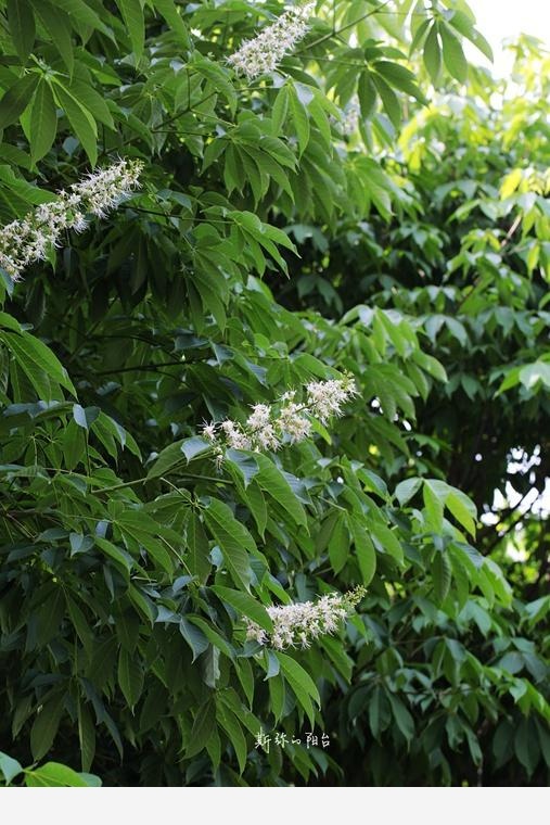 豆瓣日記: 2017年遇見的花