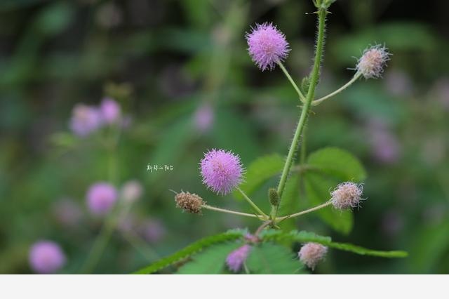 豆瓣日記: 2017年遇見的花