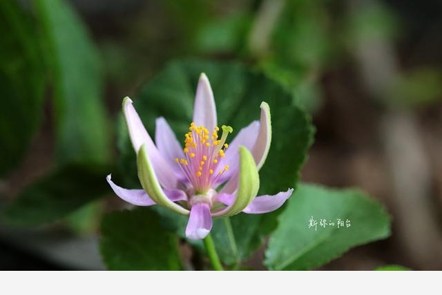 豆瓣日記: 2017年遇見的花