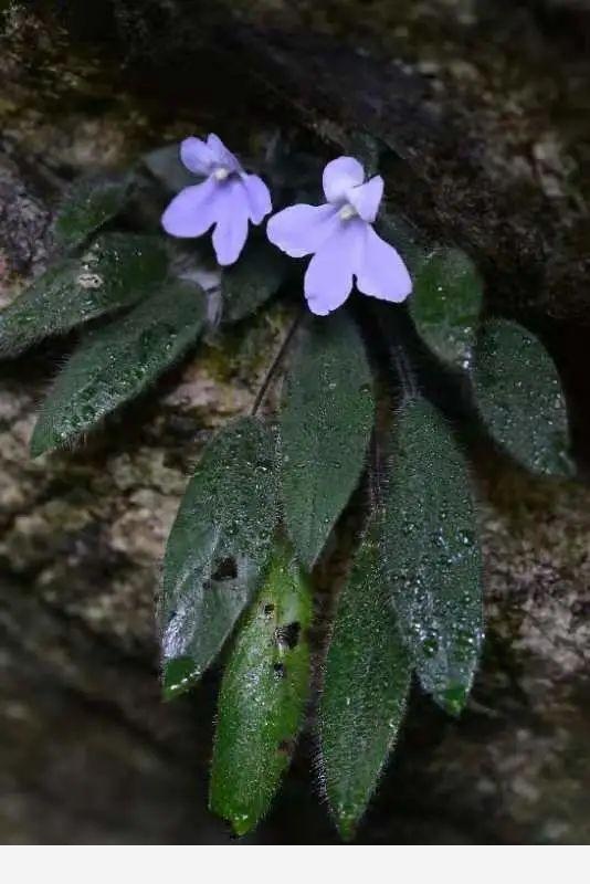 比大熊貓還珍稀的極危植物，消失百年後從天坑「歸來」