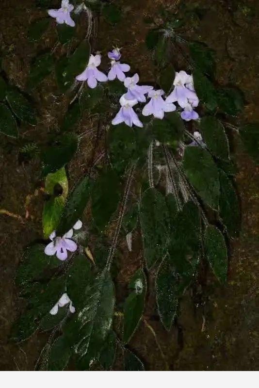 比大熊貓還珍稀的極危植物，消失百年後從天坑「歸來」