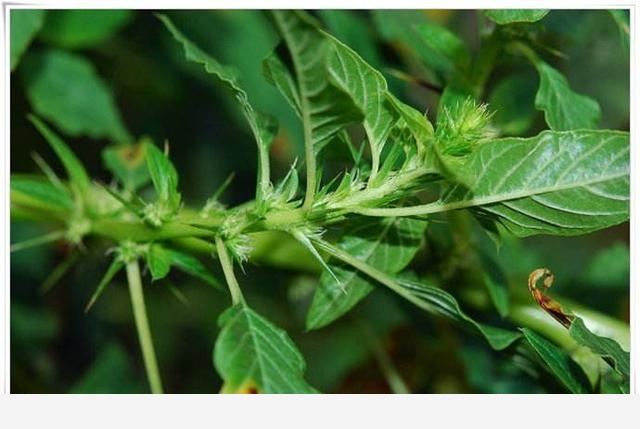 162年前，這種植物入侵中國！卻被發現能吃有藥用價值，備受歡迎