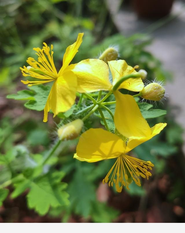 紅五月的上海植物園到底有多少大花蔥之類的花等著你呢