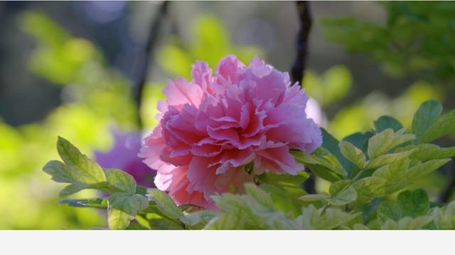 聚焦中國花卉之美，國內首部自然園藝類紀錄片《花開中國》將播