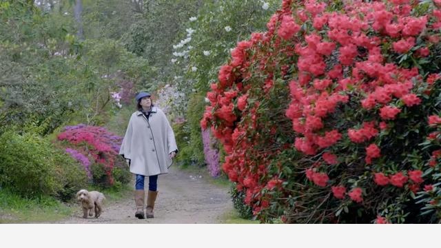 聚焦中國花卉之美，國內首部自然園藝類紀錄片《花開中國》將播