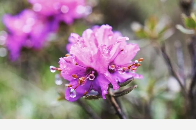 聚焦中國花卉之美，國內首部自然園藝類紀錄片《花開中國》將播