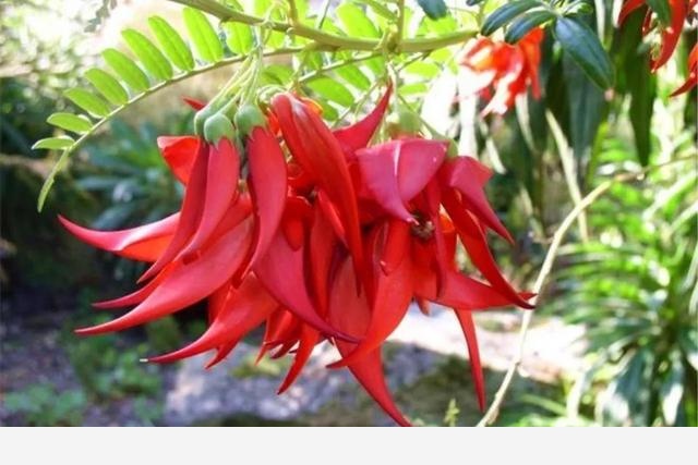 全球最奇特的植物，你可能1種都沒見過！