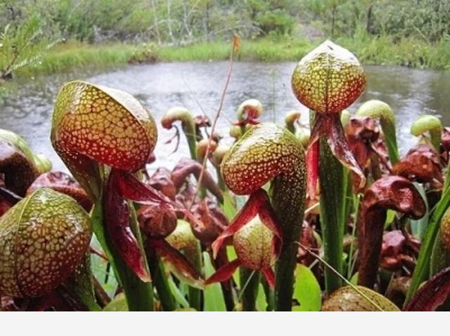 全球最奇特的植物，你可能1種都沒見過！