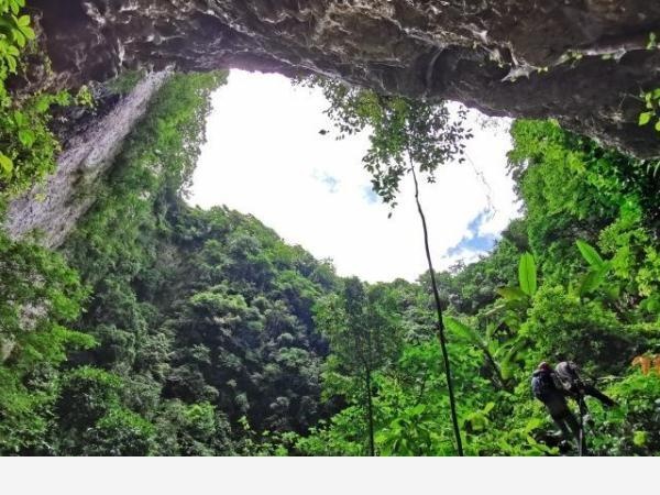 比大熊貓還珍稀的極危植物 消失百年後從天坑「歸來」