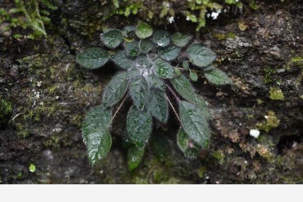 比大熊貓還珍稀的極危植物 消失百年後從天坑「歸來」