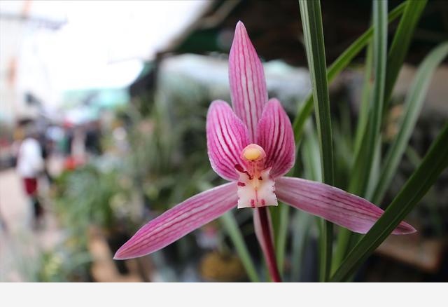 養蘭花，3處「細節」做到位，枝葉常青，花香更持久