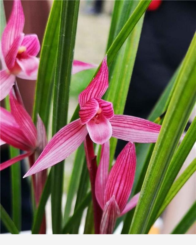 蘭花大百科，最受歡迎的3款蘭花，花色頂級，香味醇正還好養