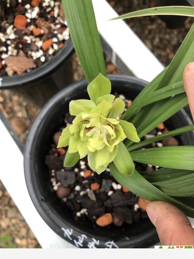 蘭花把香味當禮物饋贈，養蘭人一日看三回，希望花開得早