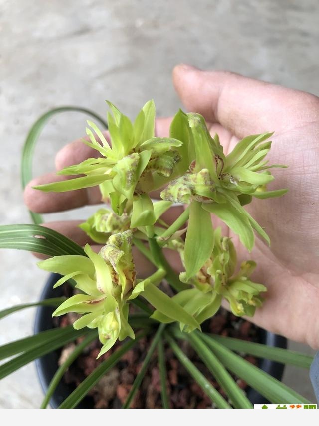 蘭花把香味當禮物饋贈，養蘭人一日看三回，希望花開得早