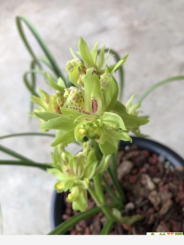 蘭花把香味當禮物饋贈，養蘭人一日看三回，希望花開得早