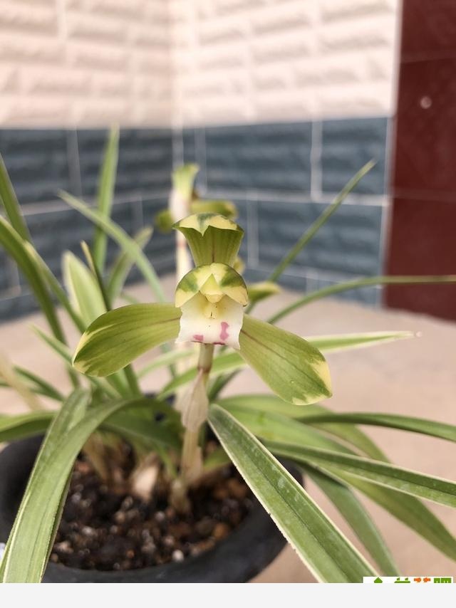 蘭花把香味當禮物饋贈，養蘭人一日看三回，希望花開得早