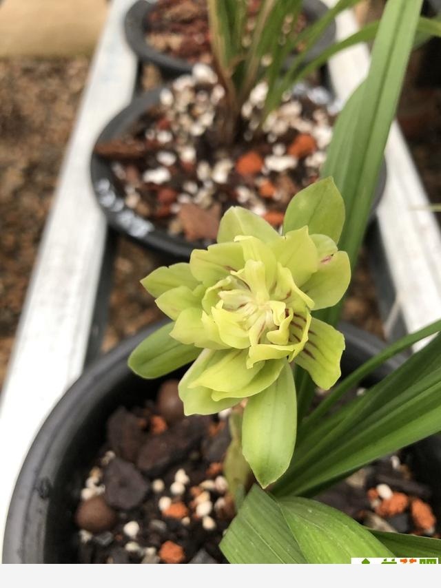 蘭花把香味當禮物饋贈，養蘭人一日看三回，希望花開得早