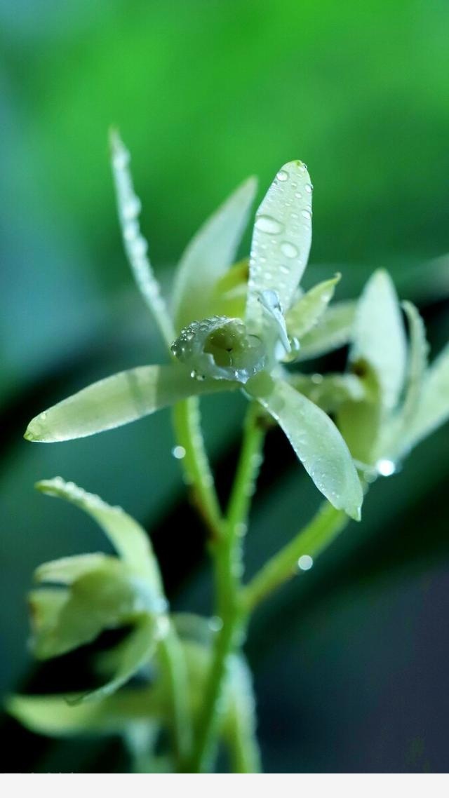 現在養蘭花，牢記6句順口溜，受益匪淺