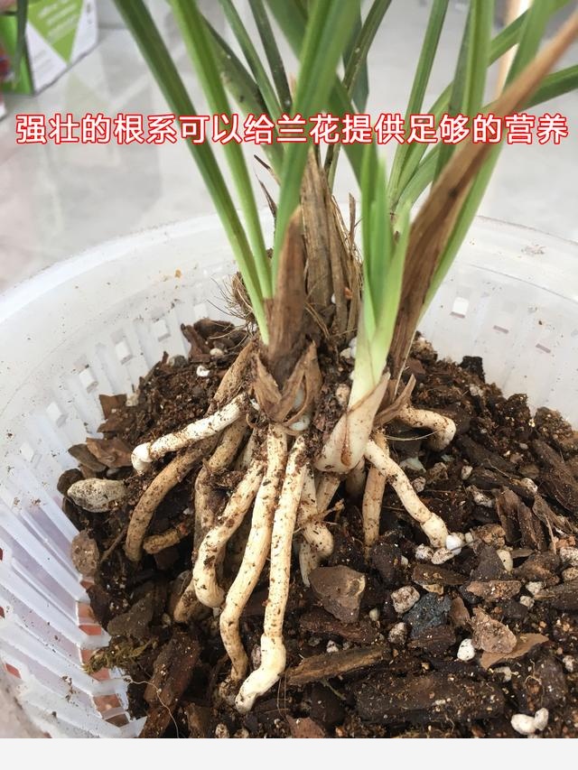 蘭花長的「慢吐吐」，不長新芽不開花？來來來，咱們解析它