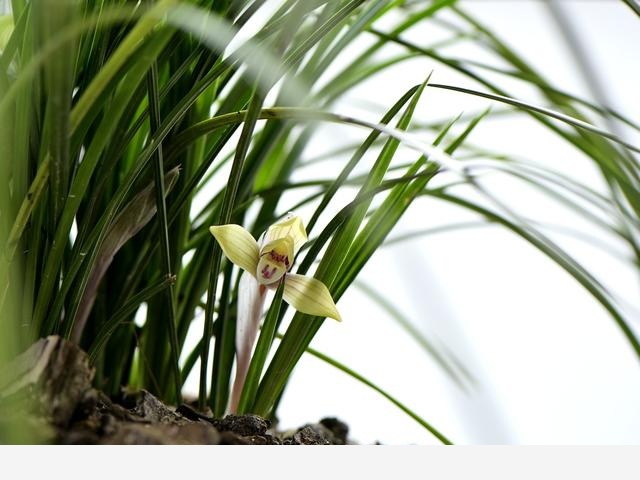 蘭花種植幾年才開花？4種情況，各不相同